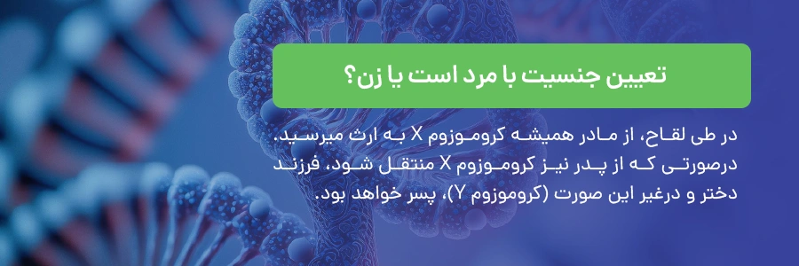 تعیین جنسیت با مرد است یا زن؟